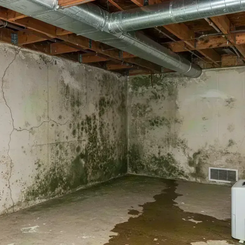 Professional Mold Removal in La Grange Park, IL